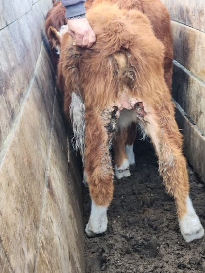 Ternero atacado por perros asilvestrados en Tierra del Fuego
