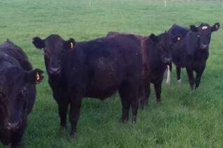 Engorde pastoril-corral: una integración con buenos resultados