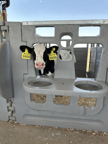 Terneros con caravanas visuales