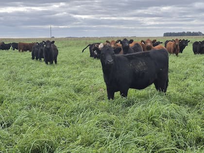 Terneros de destete consumiendo pastura de alfalfa y pasto ovillo