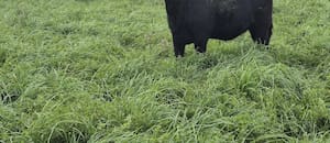 El novillo argentino está más caro que el de Australia y emerge una tensión en la industria frigorífica