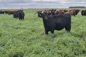 El novillo argentino está más caro que el de Australia y emerge una tensión en la industria frigorífica