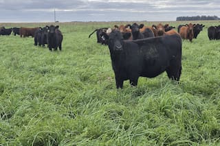 El novillo argentino está más caro que el de Australia y emerge una tensión en la industria frigorífica