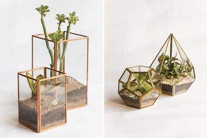 Terrarios: son tendencia en la decoración de interiores y entre los amantes de las plantas.