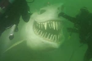 Se encontraron cara a cara con un tiburón blanco pero la verdad era otra
