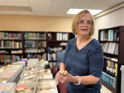 Terry Kensler, curadora de la colección de huesos del CPRC, explica que algunas de las condiciones que sufren los rhesus macacos son similares a las de los humanos, como la osteoporosis