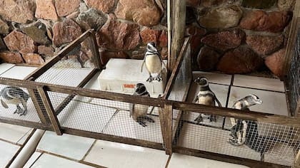 Tesore rescató pingüinos juveniles muy desnutridos y unos pocos adultos que estaban empetrolados