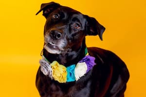 Tessy, la cariñosa perra que encontró su hogar definitivo