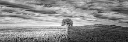 "Testigo de dos tierras": un algarrobo queda en el límite exacto de la trilla (2015)