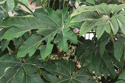 Tetrapanax papyrifer. Las hojas tienden a dañarse con las heladas en invierno y es mejor eliminarlas, pero las plantas son resistentes. Evitar los sitios ventosos para que las hojas no sean dañadas.