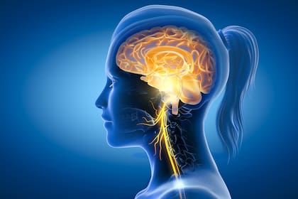 El intestino está conectado con el cerebro por el “nervio vago” que es el más largo del cuerpo y que los científicos aseguran que está fuertemente conectado a las emociones