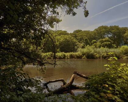 The Bronx River in New York, where a bobcat and a mink were spotted recently, on July 27, 2020. New York is now Òthe greenest big city on earth,Ó one naturalist says. (Zack DeZon/The New York Times)