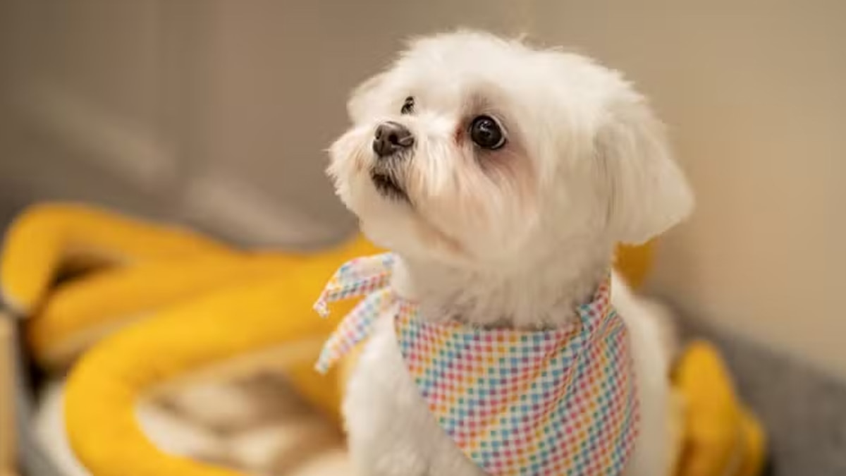 Servicios de Belleza y Cuidado Dental para Mascotas en un Hotel de Lujo 1 Servicios de Belleza y Cuidado Dental para Mascotas en un Hotel de Lujo