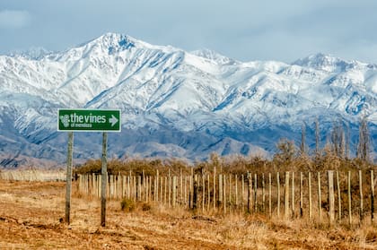 The Vines es una de las bodegas premium de Los Chacayes.