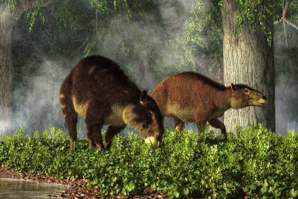 El antepasado más antiguo conocido del caballo moderno después del evento de extinción que terminó con el reinado de los dinosaurios. También conocido como hyracotherium.