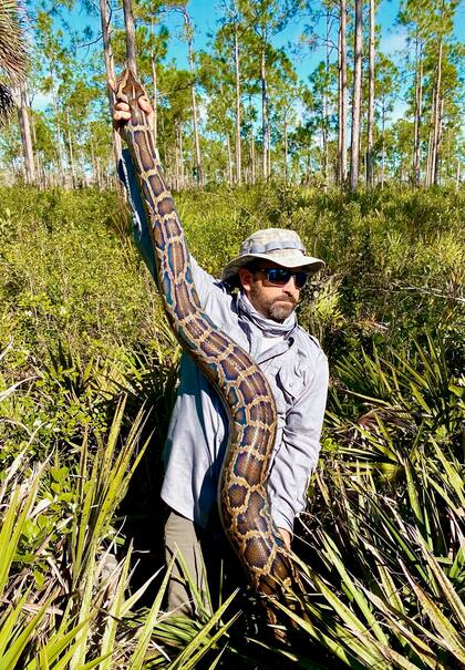 Esta foto de febrero de 2022 proporcionada por Conservancy of Southwest Florida muestra al biólogo Ian Bartoszek con una pitón birmana hembra de 15 pies capturada al rastrear a una serpiente exploradora macho en el Bosque Estatal Picayune Strand.