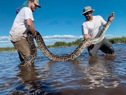Esta foto de marzo de 2022 proporcionada por Conservancy of Southwest Florida muestra a los biólogos Ian Easterling, a la izquierda, e Ian Bartoszek con una pitón birmana hembra de 14 pies capturada en un hábitat de manglares en el suroeste de Florida mientras rastreaban a una serpiente exploradora macho.