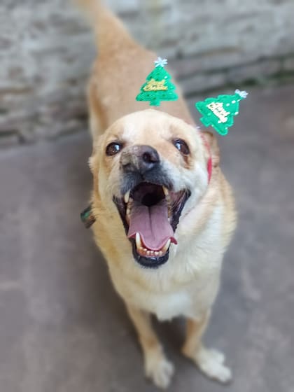 Thomas está en adopción: es dulce, juguetón y compañero con humanos y otros perros.