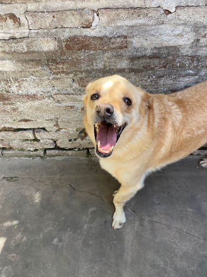 Thomas se transformó en un perro lleno de luz.