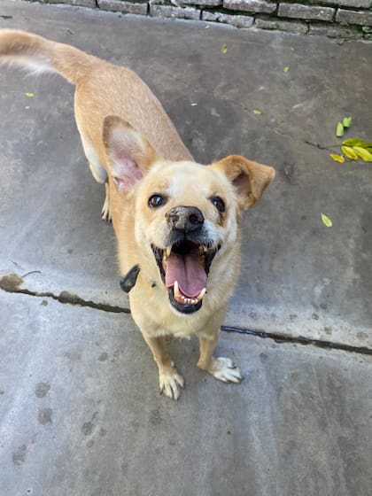 Thomas tenía una grave infección en su hocico cuando lo rescataron.