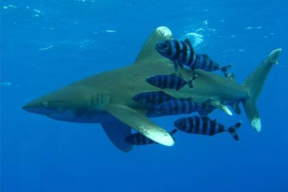 El tiburón oceánico puntas blancas es un gran escualo de contextura robusta que habita en mares tropicales