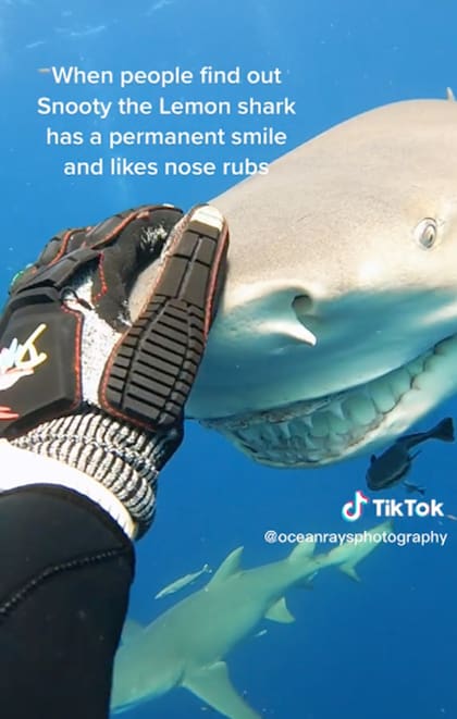 Tiburón feliz