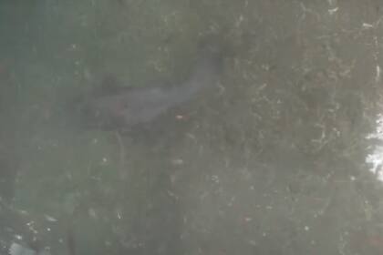 Tiburón gris que fue visto durante la expedición en Uruguay