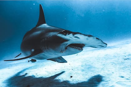 Los tiburones martillo no suelen representar un riesgo para los humanos