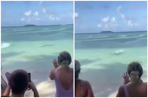 Terror en la playa: un tiburón se acercó a metros de la costa e hizo huir a todos los bañistas