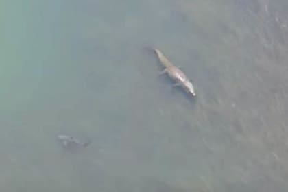 El tiburón toro huyó para conservar su vida