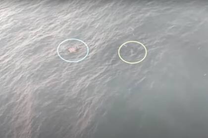 Los hombres,se abrazaron a un bidón de nafta y a un trozo de madera mientras uno de los tiburones se acercó de forma peligrosa