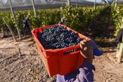 El Día del Trabajador Rural alcanza a todas las personas bajo el Régimen Nacional del Trabajo Agrario