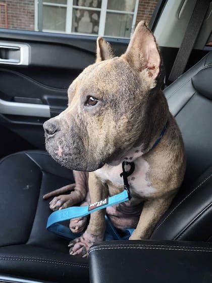 "Tiene un alma muy dulce", aseguró su transitante.