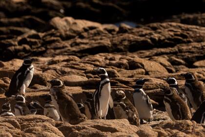 Tiene una reserva de pingüinos de Magallanes, si bien es una colonia joven de unos 20 años, es una de las más importantes del país.