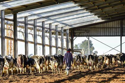 Una familia cumplió 100 años produciendo leche y un heredero cuenta la fórmula de un caso único 8 Tienen 1700 vacas en ordeñe