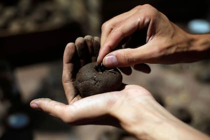 Tierra y arcilla: la mezcla ideal para que las semillas viajen seguras y germinen cuando las condiciones acompañen