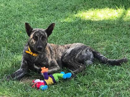 Tigre con uno de sus juguetes favoritos.