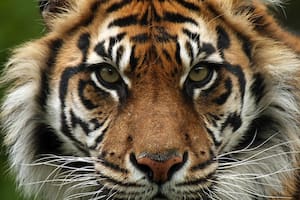 Los 17 animales que corren riesgo crítico de extinción