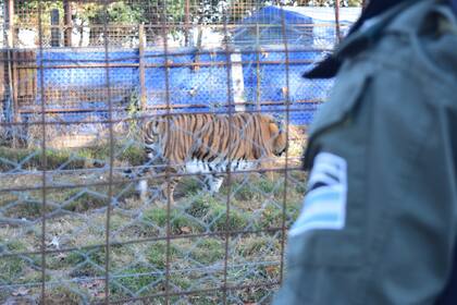 Tigre de Bengala rescatado de su cautiverio en un campo de Maggiolo, en el sudoeste santafesino