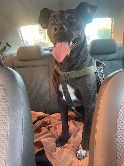 Tigre es un perro noble y lleno de amor.