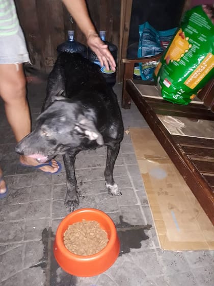 Tigre estaba en un estado de total abandono, con un grado avanzado de enfermedad y lesiones.