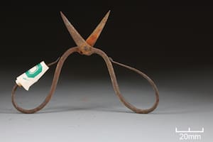 Hallan toxina anestésica de una planta venenosa en instrumentos médicos de hace seis siglos