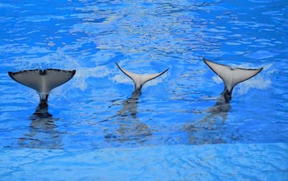 Tili tuvo que compartir con dos hembras de su especie, Haida II y Nootka IV (Crédito: pxfuel)