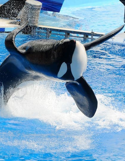 Tilikum, una orca cautiva, estuvo involucrada en un incidente en 2010 en el que murió su entrenadora