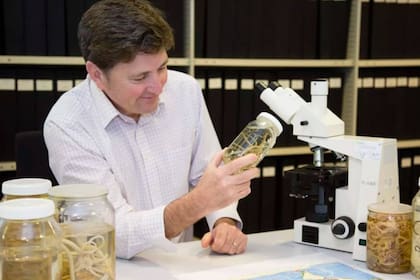 Tim O'Hara, curador de invertebrados del Museo Victoria en Melbourne, encabezó la investigación para dar cuenta de que la estrella quebradiza era de una familia diferente a todas las conocidas