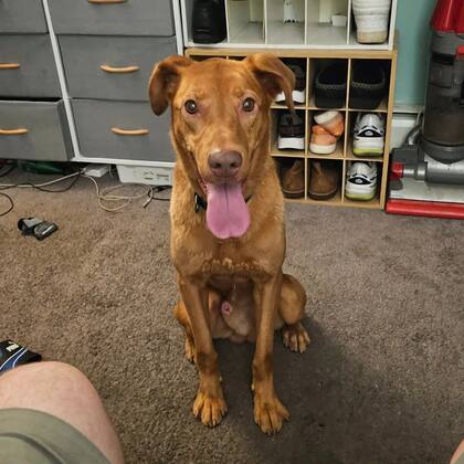 Tim Ryan publicó una foto de Bruce, su perro perdido y pidió ayuda para encontrarlo en un grupo local de Facebook.