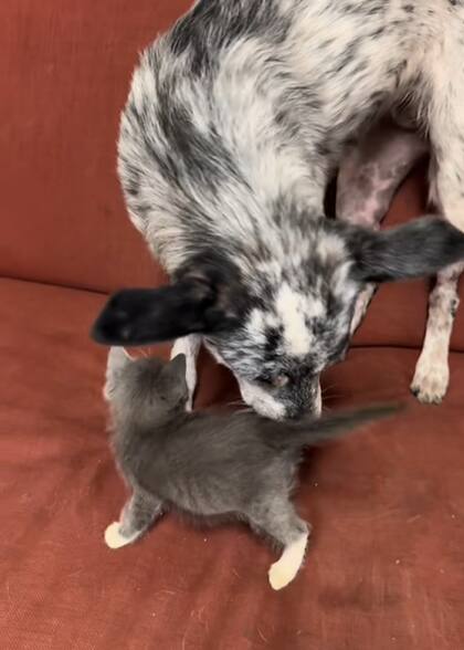 Tink y Mercedes se llevaron bien de inmediato (Captura: @royaltyautoservice)