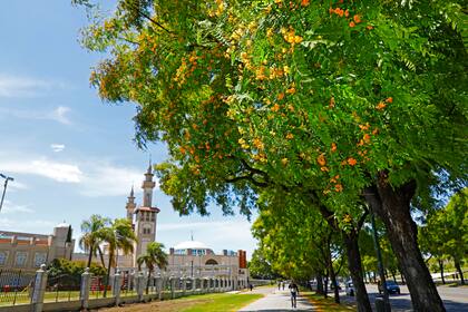 Tipas en la avenida Bullrich, un ejemplar que se caracteriza por el color anaranjado de su follaje