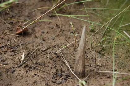 Tipo de abrojo que clavan en el suelo