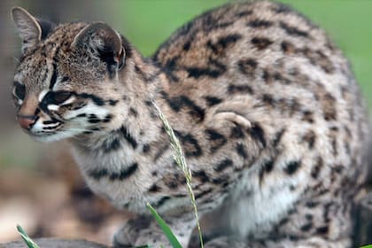 La contextura del cuerpo de la Tirica, su huella y su maullido pueden pasar por el de un gato doméstico.
